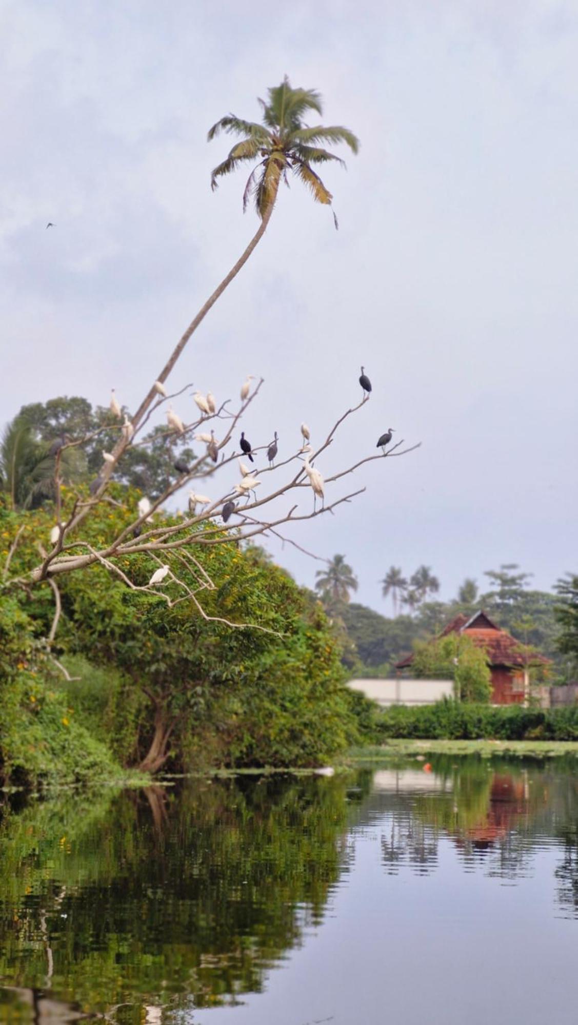 Gypsea Marari Bed and Breakfast Alappuzha Buitenkant foto